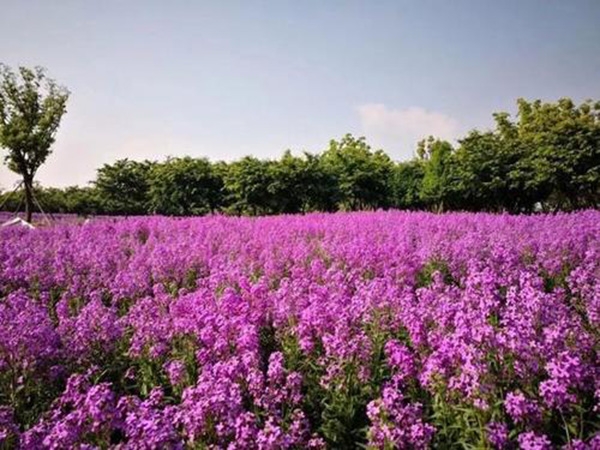 鳶尾花海