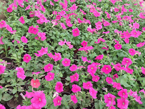 牽?；?></div>
						<div   id=