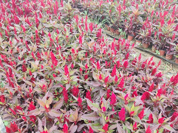 雞冠花